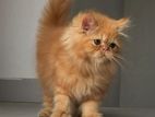 Traditional Persian Male Kitten