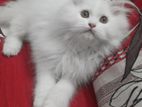 Traditional persian male kitten