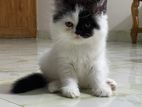 Traditional Persian Male Kitten