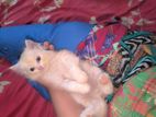 Traditional Persian Male Kitten