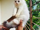 Traditional Persian Male Kitten