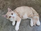 Traditional persian male kitten