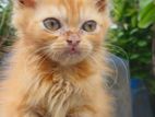 Traditional Persian Male Kitten