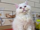 Traditional Persian Male Kitten