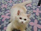 Traditional Persian Male kitten.