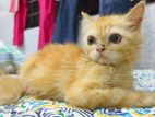 Traditional persian male kitten