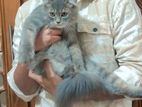 Traditional Persian Male Kitten