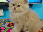 Traditional Persian Male Kitten