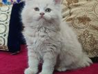 Traditional Persian Male kitten