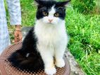 Traditional Persian, Male Kitten