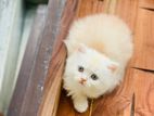 traditional Persian male kitten for sell