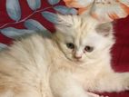 traditional Persian male kitten