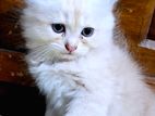 Traditional Persian male kitten