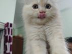 Traditional Persian Male Kitten