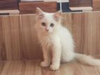 Traditional Persian Male Kitten
