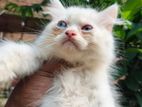 traditional persian male kitten