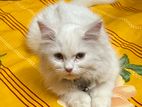 traditional persian Male kitten
