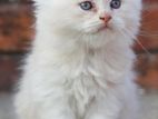 Traditional Persian Male Kitten