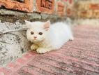 Traditional Persian male kitten Sell