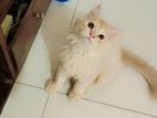 Traditional Persian male kitten sell hoba