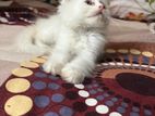 traditional persian male kittens
