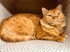 Traditional Persian Neutralised Cat 1.5years