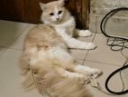 Traditional Persian New Adult Male