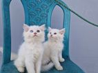 Traditional persian odd eye male and female cat