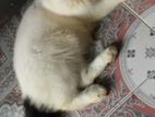 Traditional persian or mix breed for sale