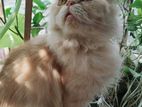 Traditional Persian Cat for sell