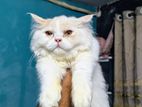 Traditional Persian Semi Adult Male