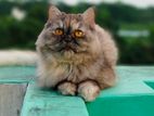 Traditional Persian Semi Punch Female Cat