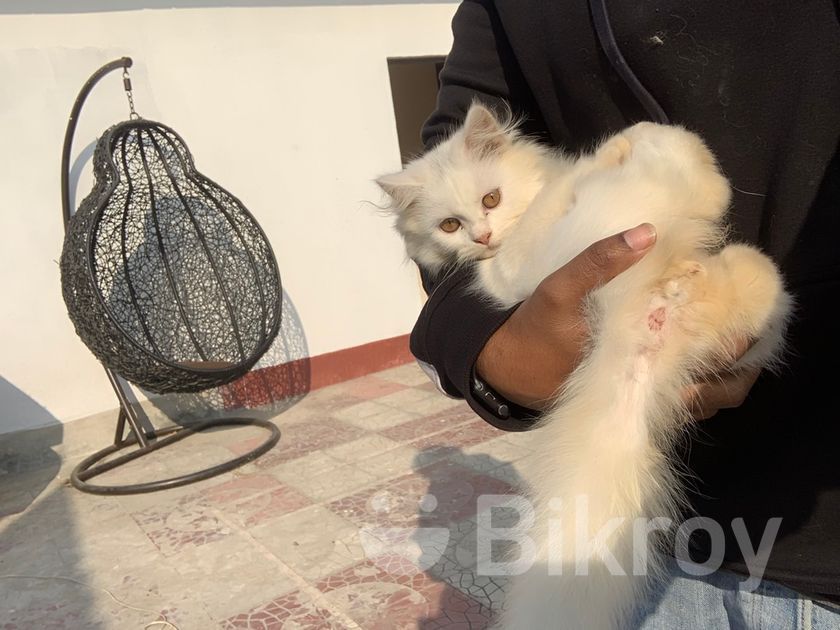 Traditional Persian Semi Triple Coat Male Cat in Mirpur Bikroy