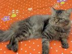 Traditional Persian Tabby Adult Male