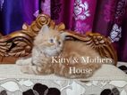 Traditional Persian Triple coat kitten