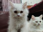 Traditional Persian triple coat male and female kittens