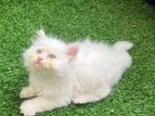 Traditional Persian Triple Hair
