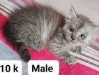 Traditional persian tripol cot male female kitten