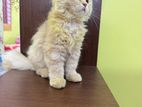 Traditional Persian Vaccinated Doll Face Male Cat Kitten