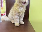 Traditional Persian Vaccinated Doll Face Male Cat Kitten