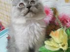 Traditional Persian Very Playful Male Kitten