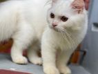 Traditional persian white Female cat