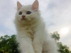 traditional persian White female