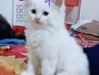 Traditional persian white female kitten