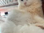 Traditional Person Cat