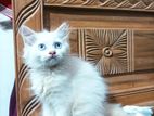 Traditional pure Blue eyes Persian female kittens