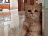 Traditional pure Persian adult female cat