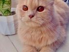 Traditional pure persian adult female cat