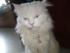 traditional Pure persian adult male cat