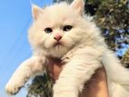 Traditional Pure Persian Cat